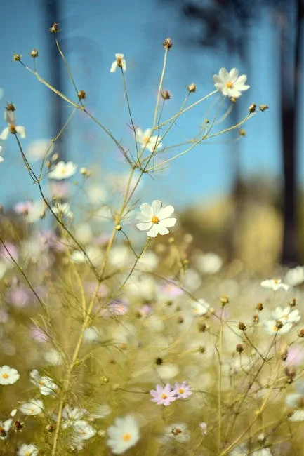 meadow light