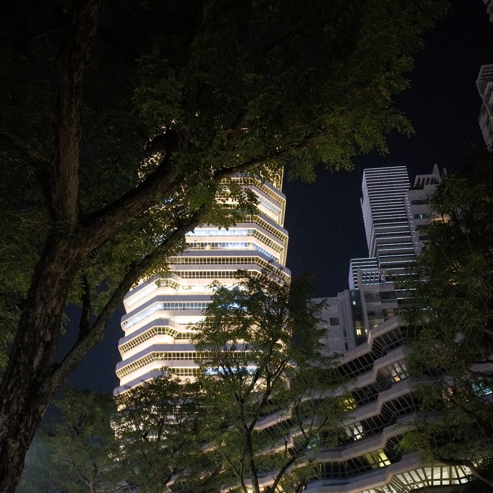Tree -- Singapore