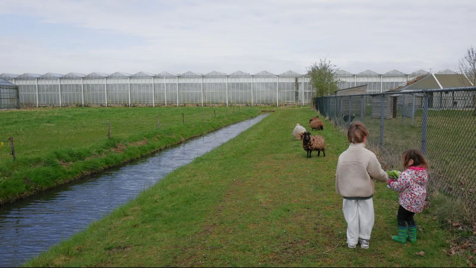 Feeding the sheep -- Gameren