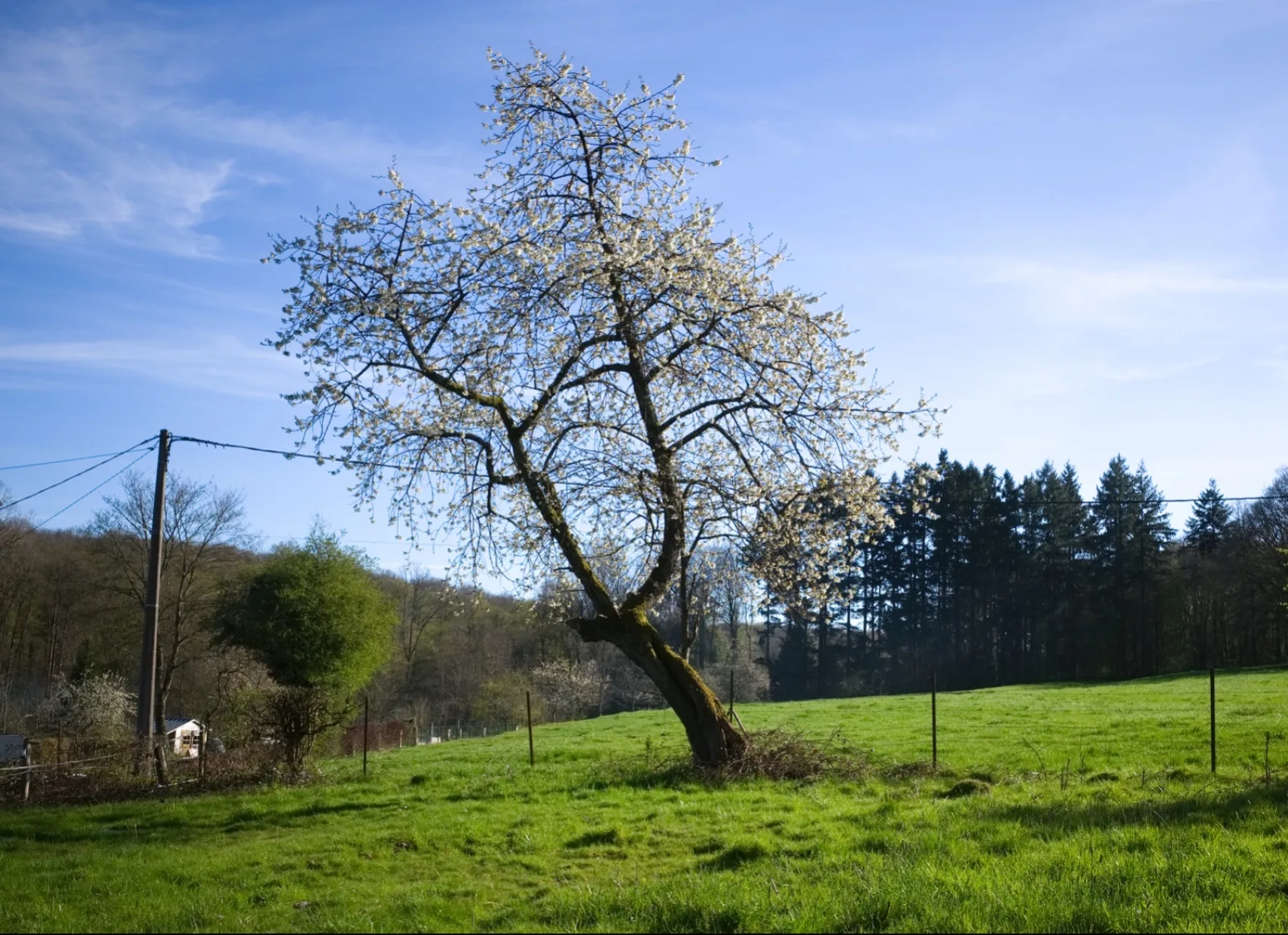 Tree -- La Motte