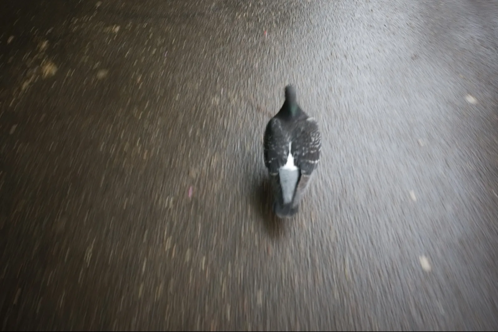 Dove chase -- Paris