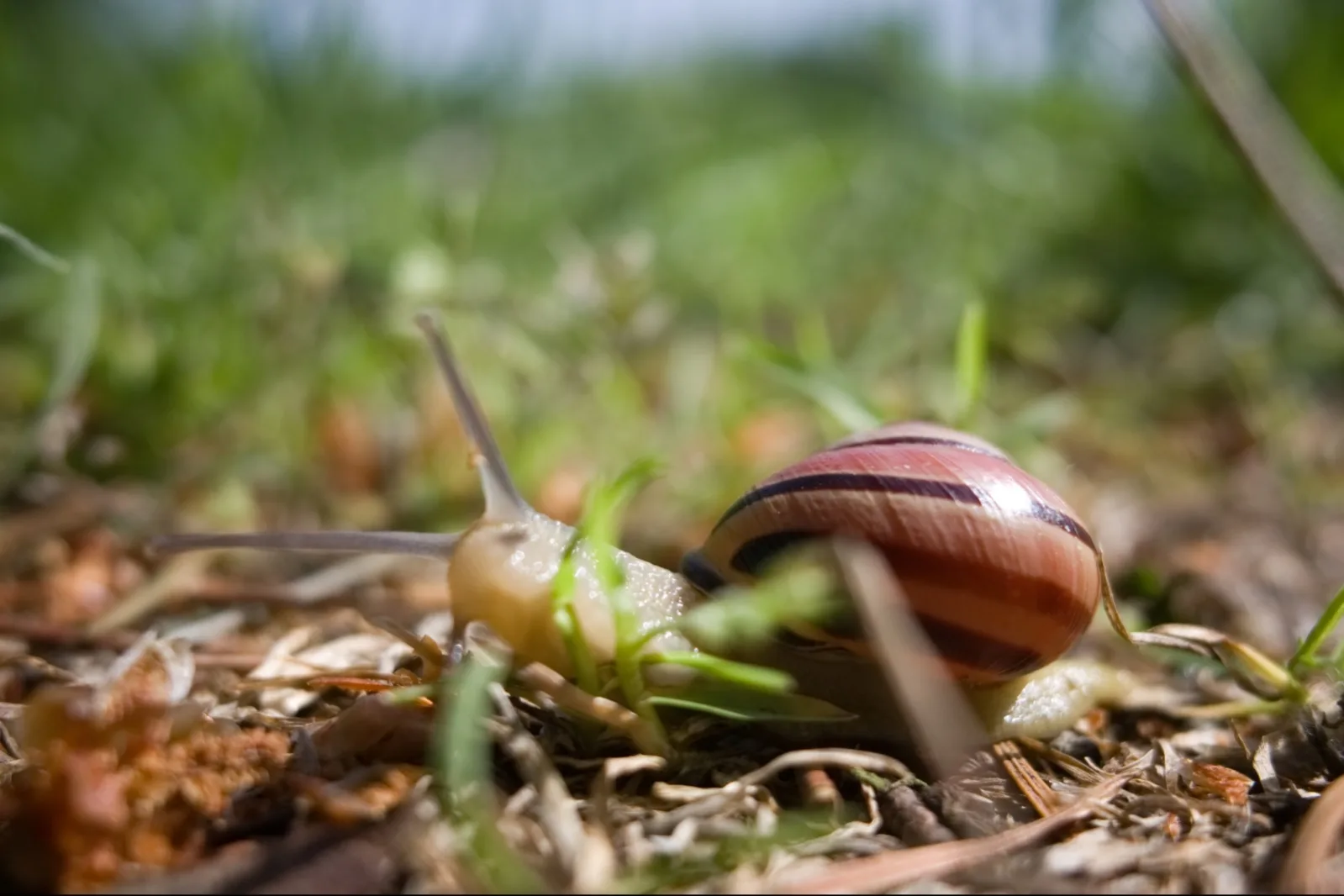 Snail -- Briare