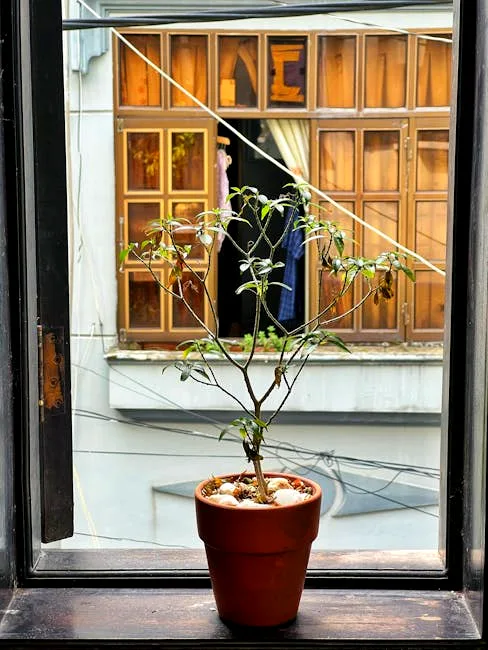 the fiddle leaf finally