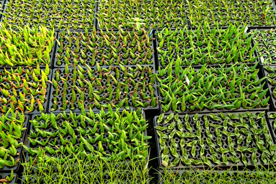 cuttings in water