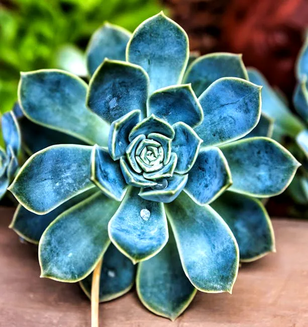 the prayer plant praying