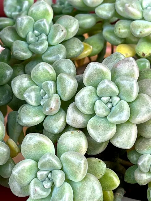 rescue plant glow-up