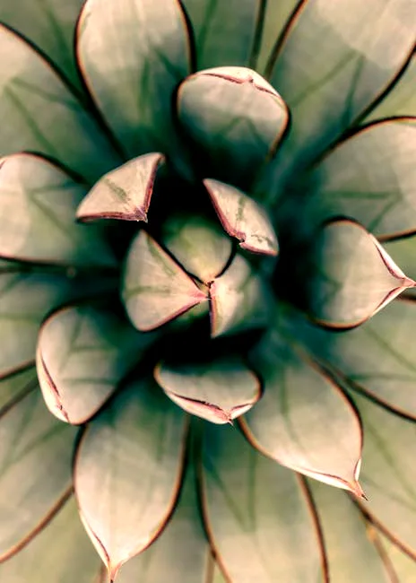 the monstera unfurls