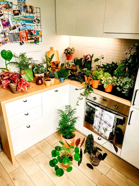 the prayer plant praying