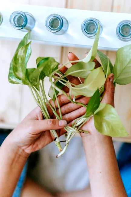 the variegation!