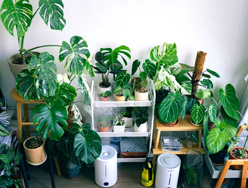 windowsill jungle