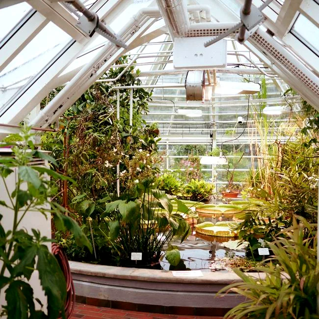 repotting chaos