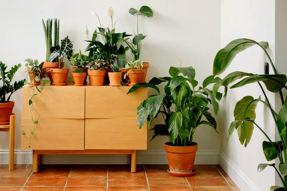 rescue plant glow-up