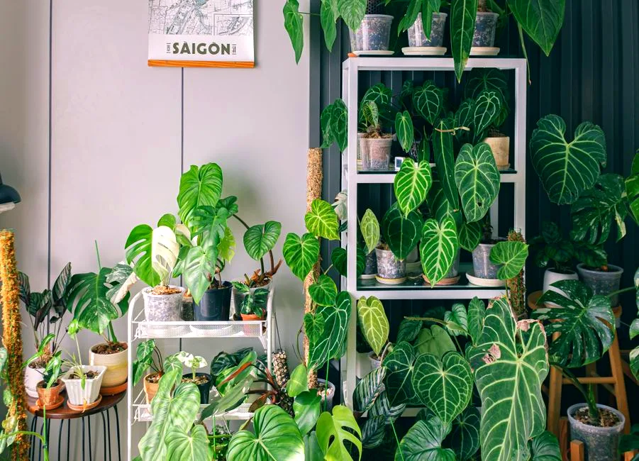 repotting chaos