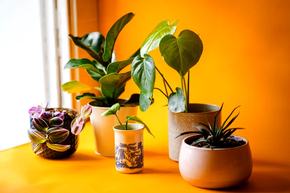 windowsill jungle