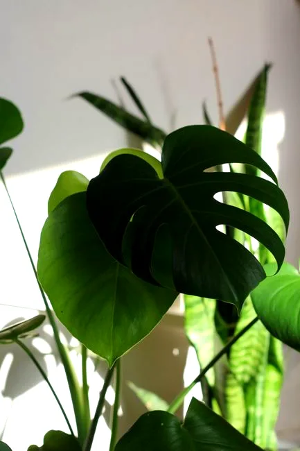 new leaf alert