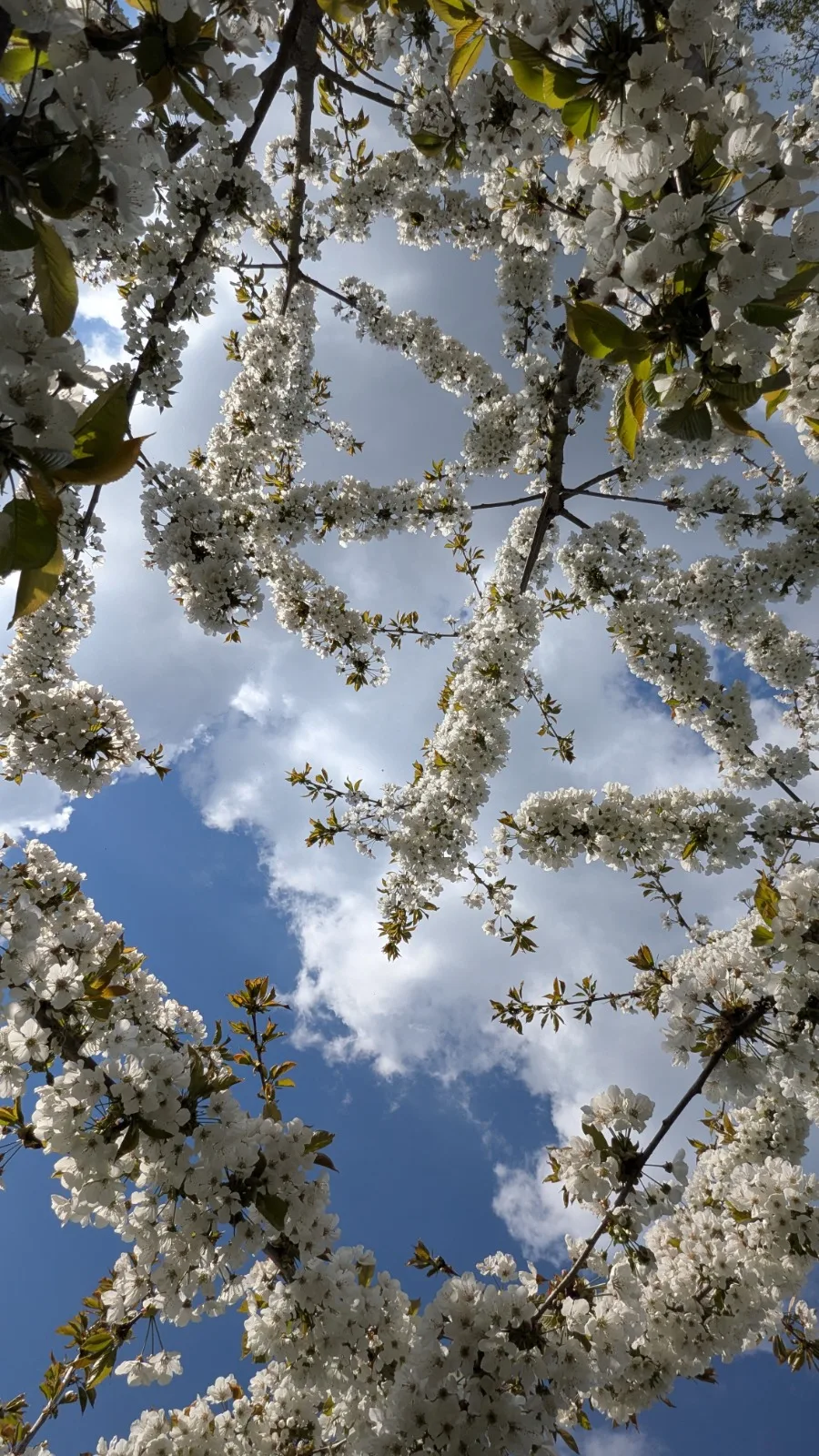 bloesem wolken