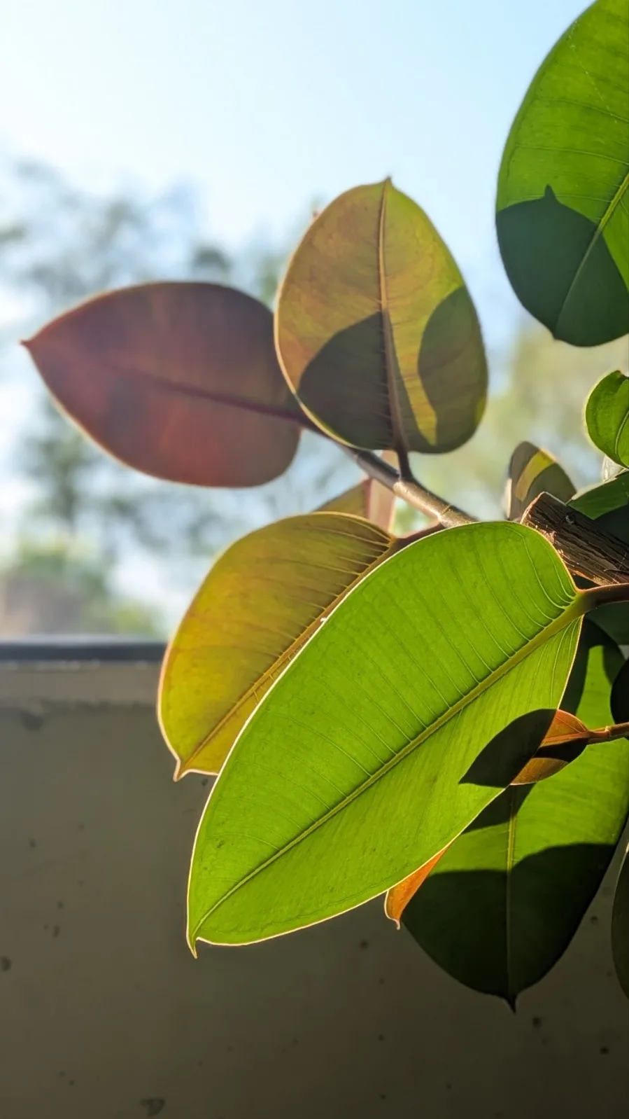 binnenplant