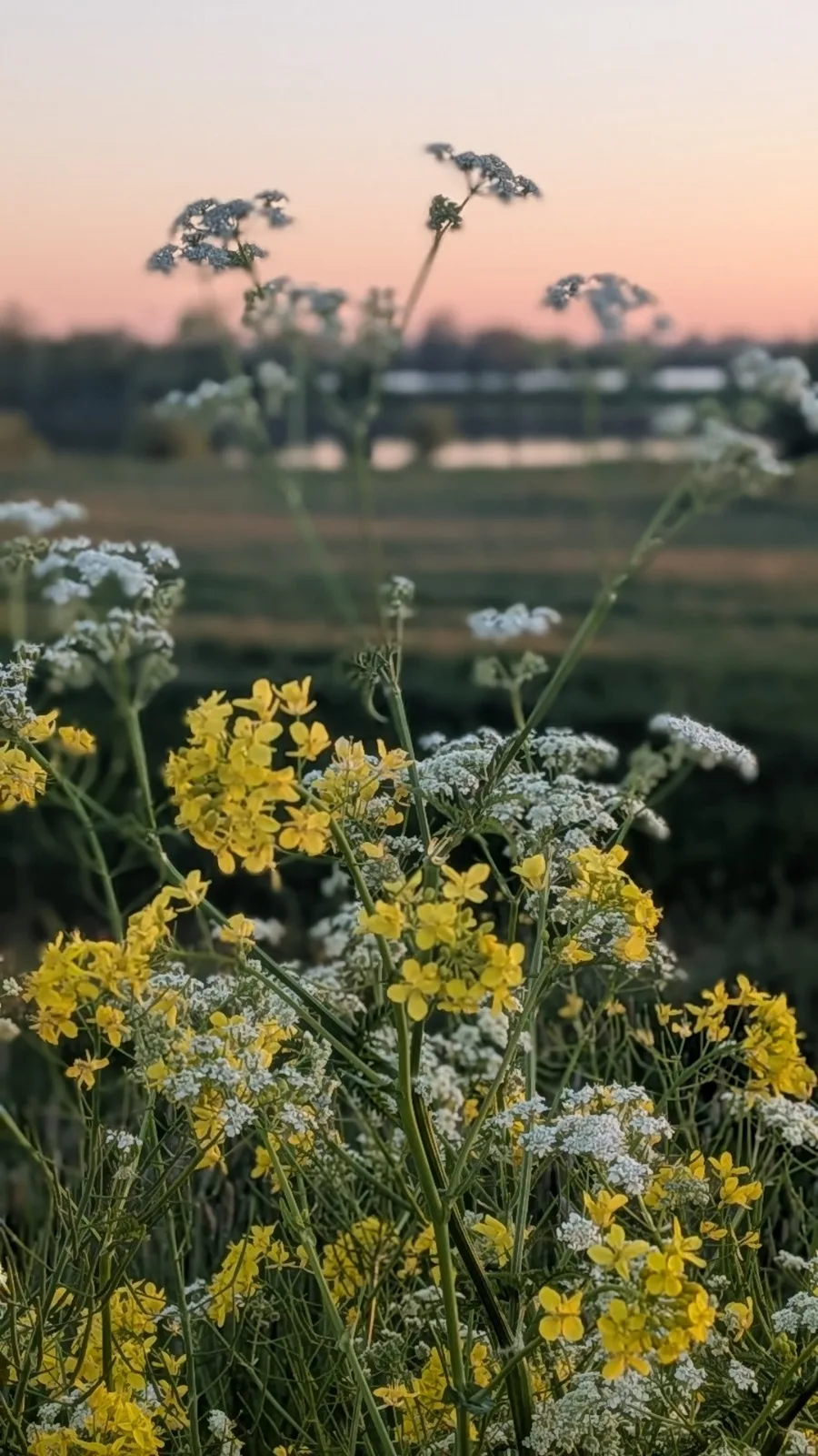 veldbloemen
