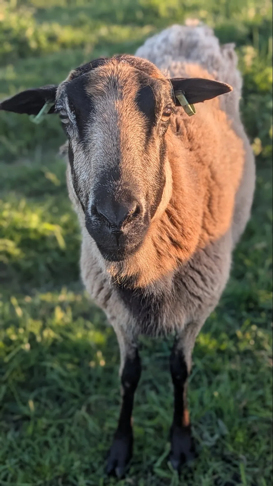 schaap