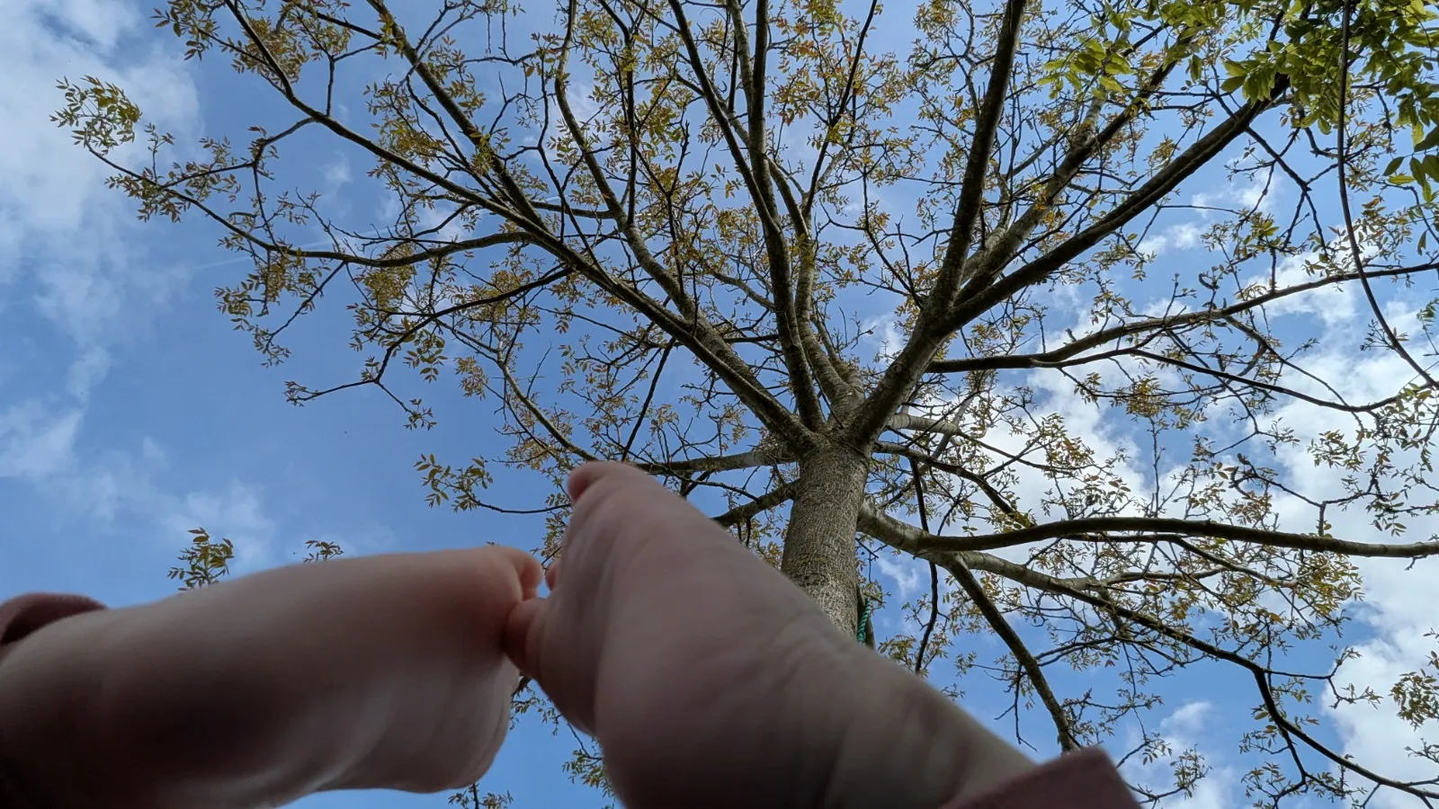 voetjes en walnootboom
