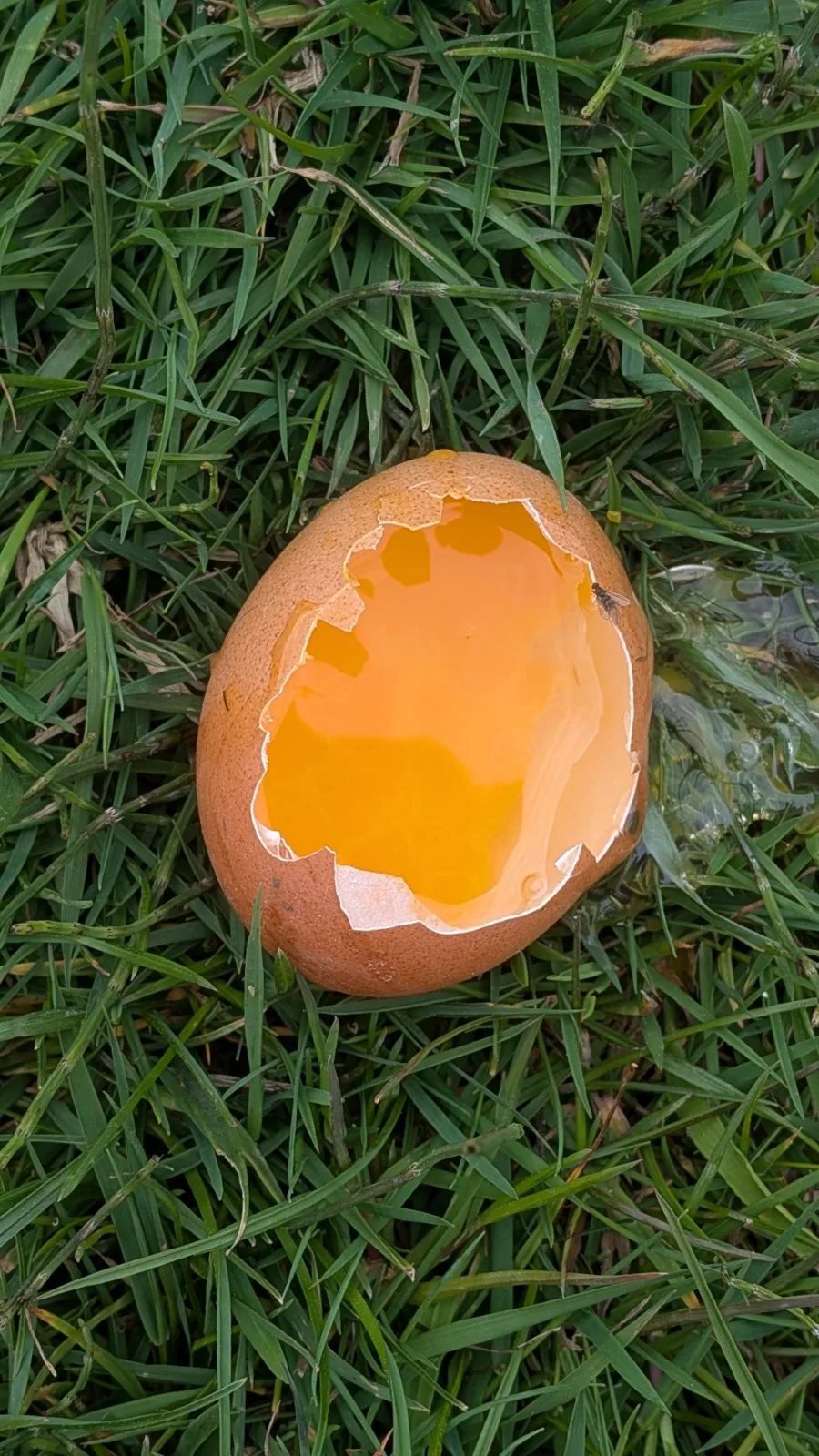 ei