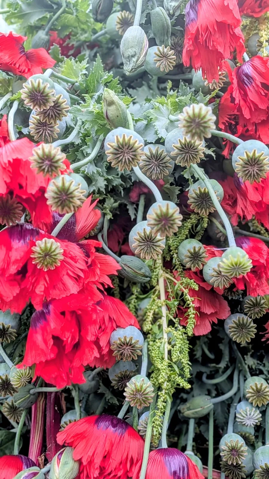 papavers