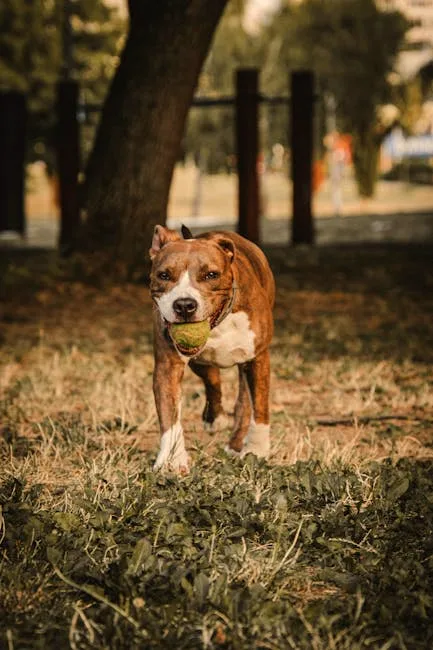 the good boy