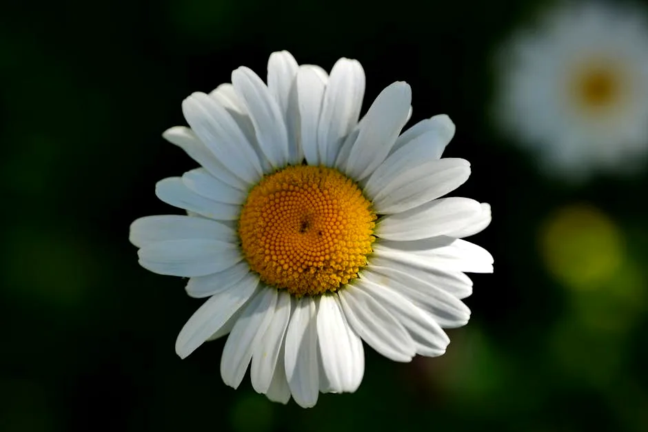 the last dahlia
