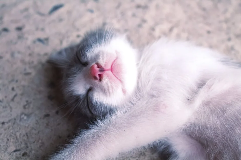 3pm nap