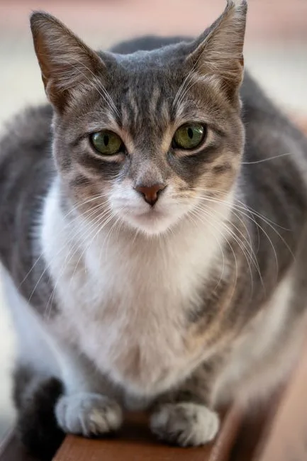 perfectly loafed
