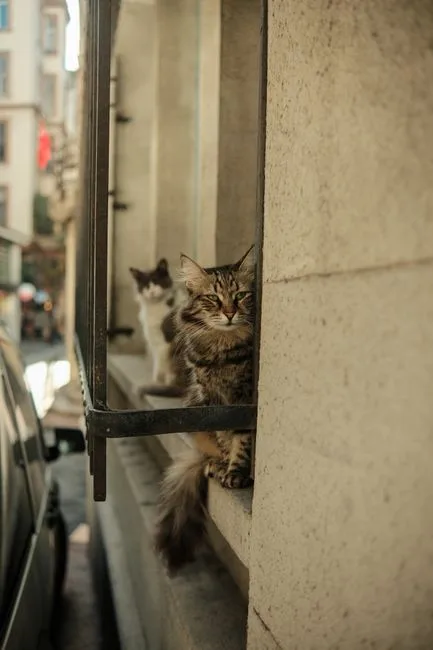 grooming hour