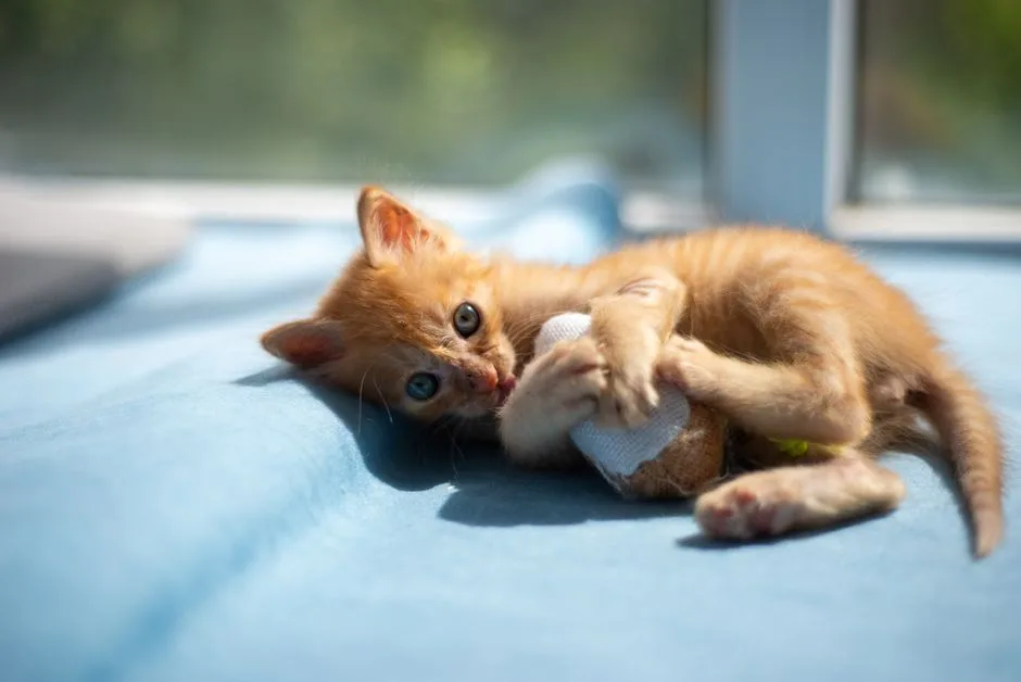 window patrol