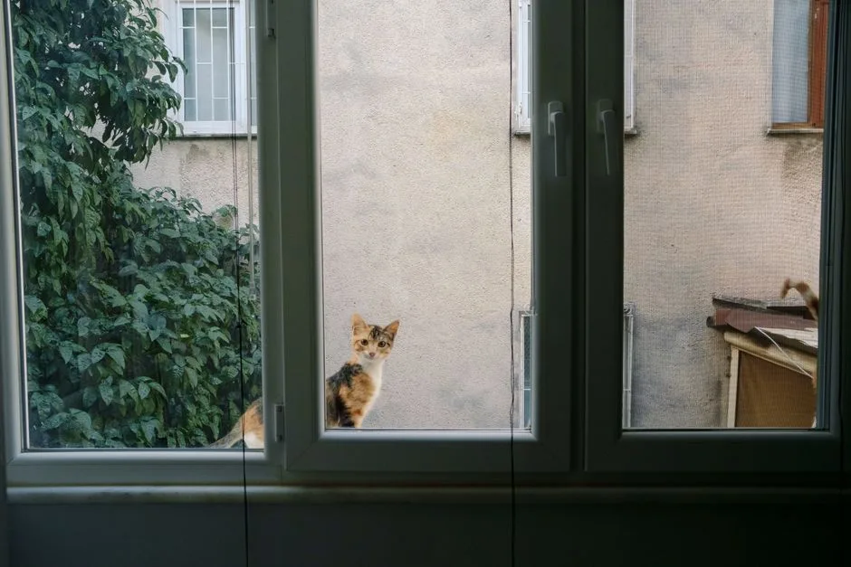bird watching