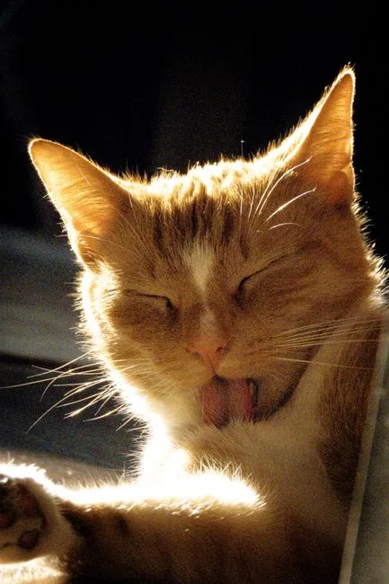 caught mid-yawn