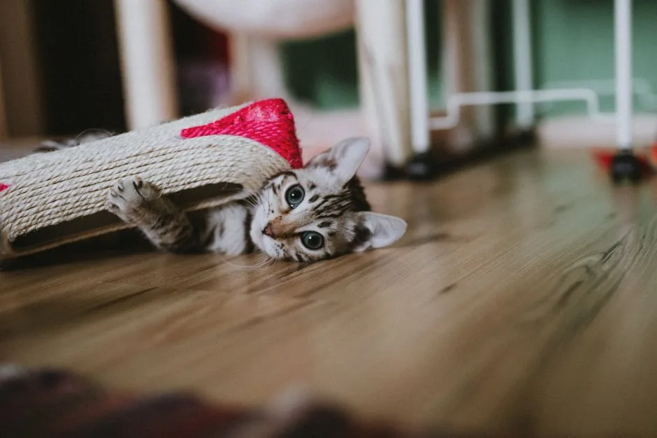 suki